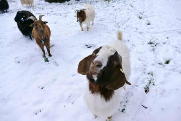 White and brown goat in snowy landscape looking at the camera