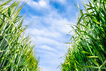 Growing wheat, green ears on field on sky background