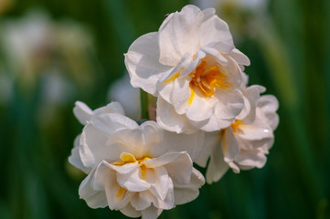 Obraz na płótnie Canvas White narcissus daffodil flower on sunshine and blur background
