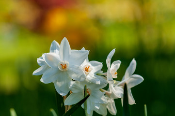 White narcissus daffodil flower on sunshine and blur background