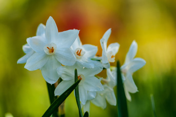 White narcissus daffodil flower on sunshine and blur background