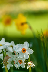 White narcissus daffodil flower on sunshine and blur background