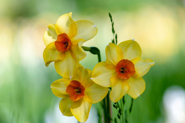 Yellow narcissus daffodil flower on sunshine and blur background