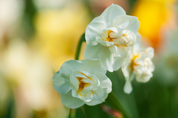 Fototapeta na wymiar White narcissus daffodil flower on sunshine and blur background