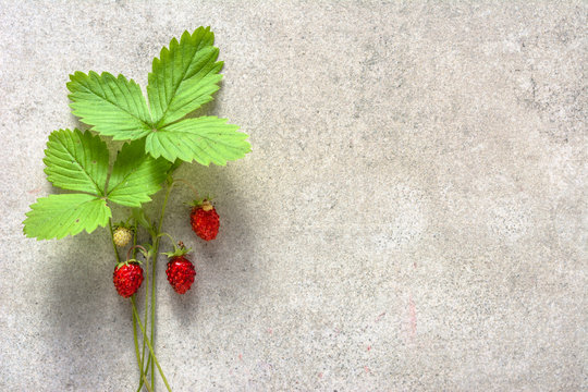 Fresh Plant With Berries Of Wild Strawberries, Forest Wild Strawberry, Top View