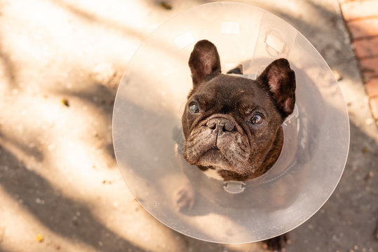 Old french Bulldog with vet plastic Elizabethan collar sitting on the street