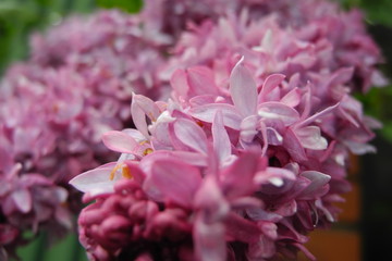 Obraz premium lilac flowers after rain