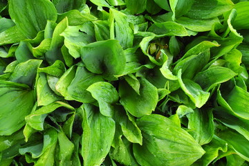 lily of the valley leaves