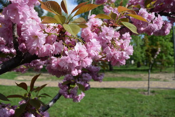 Many different pink flowers on a tree in the city Park.