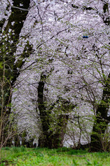 角館　桧木内川　桜並木