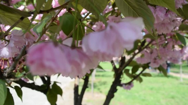 Beautiful pink flowers in the Park on the tree. It's spring.