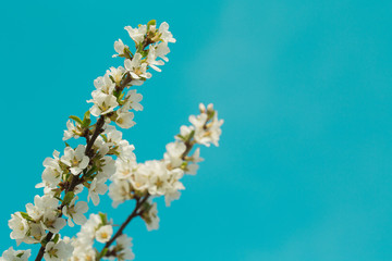 Blooming spring flower on the branches of the apricot. Flowering in the garden. Background