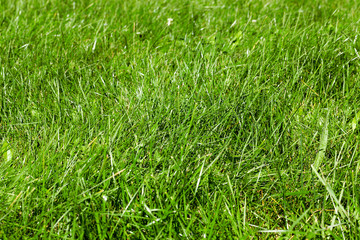 Young sprouted wheat