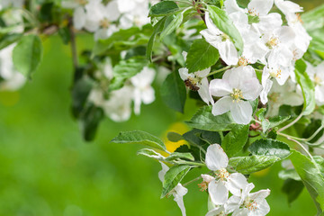 Flower of apple in focus on the background of green grass