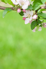 Flower of apple in focus on the background of green grass