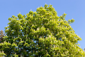 A large chestnut tree