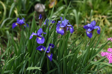 Iris is a flower suitable for refreshing May.