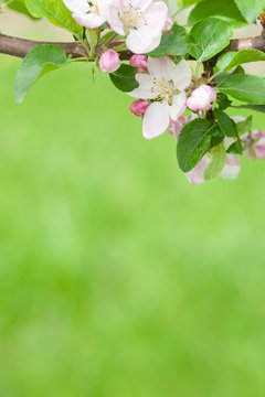 Fototapeta Flower of apple in focus on the background of green grass