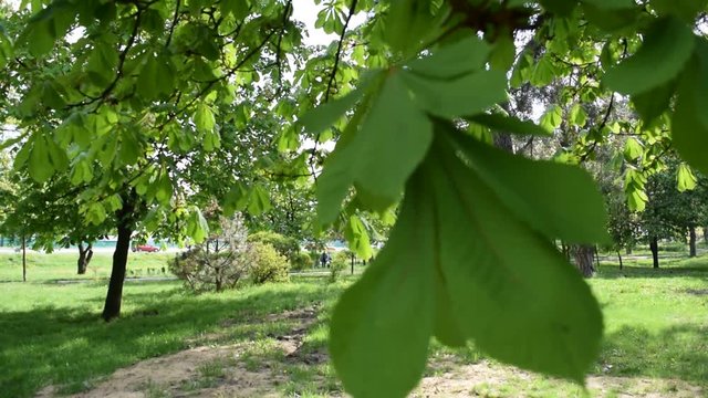 Foliage is green in the forest Park. It's spring.
