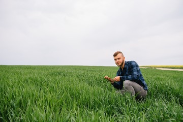 Naklejka na ściany i meble Agronomist with green wheat in hands. Field of wheat on background