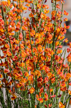 Cytisus scoparius lena ornamental flowers in bloom, yellow red orange bright flowering plant