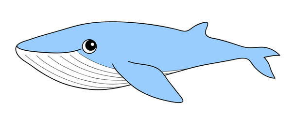 シロナガスクジラ  イラスト