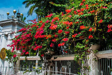 Fototapeta na wymiar Colorful flowers in the streets of Pondicherry