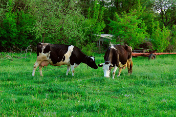 Two Cows Standing In Farm Pasture. Shot Of A Herd Of Cattle On A Dairy Farm. Nature, Farm, Animals Concept.