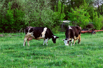 Two Cows Standing In Farm Pasture. Shot Of A Herd Of Cattle On A Dairy Farm. Nature, Farm, Animals Concept.