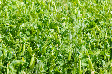 farm field with green sweet peas