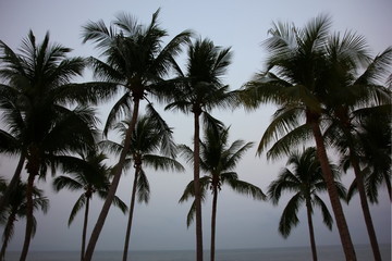 Fototapeta na wymiar silhouette coconut tree on Jom Tien beach Pattaya Chonburi Thailand with blue sky..