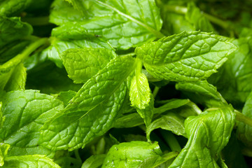 fresh and green mint
