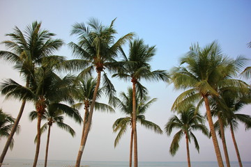 Fototapeta na wymiar coconut tree on Jom Tien beach Pattaya Chonburi Thailand with blue sky