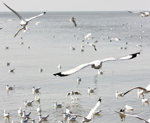 seagulls freedom fly with seagulls on sea background
