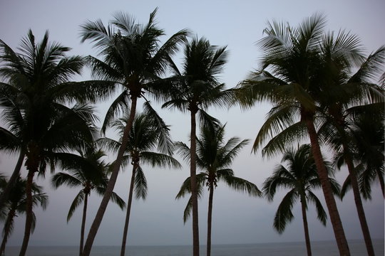 silhouette coconut tree on Jom Tien beach Pattaya Chonburi Thailand with blue sky..