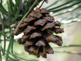 Cedar cone close up view
