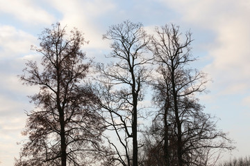 Obraz na płótnie Canvas deciduous trees