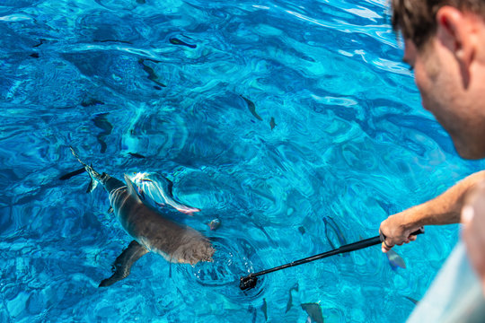 Shark Boat Tour Tourist Man Filming Recording With Go Pro Underwater In Blue Lagoon Ocean In Tuamotu Archipelago, Tuamotus Islands, French Polynesia.