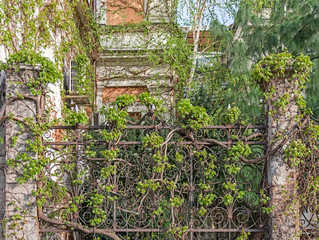 Fototapeta na wymiar Ivy covered fence background