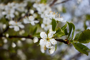 white cherry flowers on green leaf background
