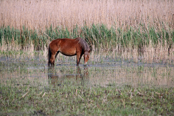 Fototapeta premium The horse grazes grass in the water