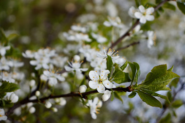 white cherry flowers on green leaf background
