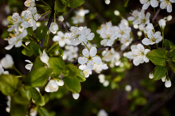 white cherry blossoms on a dark forest background
