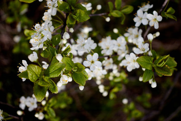 green cherry branch with white flowers yellow stamens