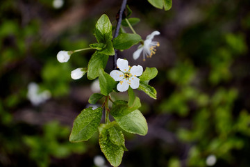 white cherry blossoms on a dark forest background