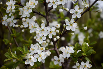 white cherry blossoms on a light background of leaves and sky