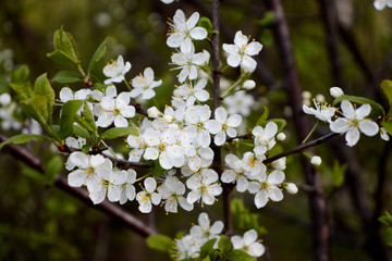 white cherry blossoms on a dark forest background