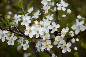 white cherry flowers on green leaf background