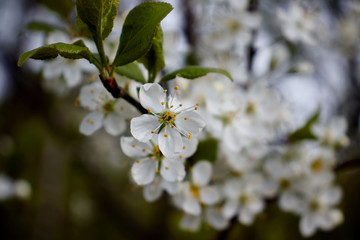 white cherry blossoms on a light background of leaves and sky