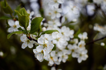 cherry branch with white flowers